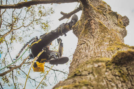 Arborist or lumberjack climbing up on a large tree using different safety and climbing tools. Arborist preparing to cut a tree, view from below.の写真素材