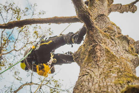 Arborist or lumberjack climbing up on a large tree using different safety and climbing tools. Arborist preparing to cut a tree, view from below.の写真素材