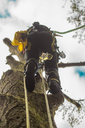 Arborist or lumberjack climbing up on a large tree using different safety and climbing tools....