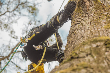 Arborist or lumberjack climbing up on a large tree using different safety and climbing tools....