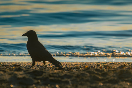 Black Crow standing on the sand on the beach with strong afternoon or evening sun just setting behind it. Shadow or silhouette of a crow on a beach.の写真素材