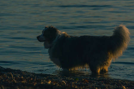 Side view of a Border Collie dog playing in the water. Alert dog in the sea or lake. Evening low key photo of bordercollie.の写真素材