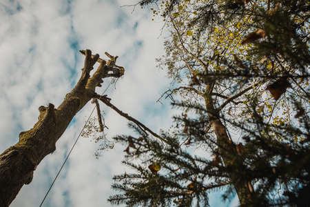 Arborist or lumberjack climbing up on a large tree using different safety and climbing tools. Arborist preparing to cut a tree, view from below.の写真素材