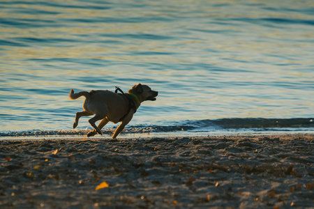 Cute small dog playing on the beach with sand splashing around. Side view of a playful dog with open...