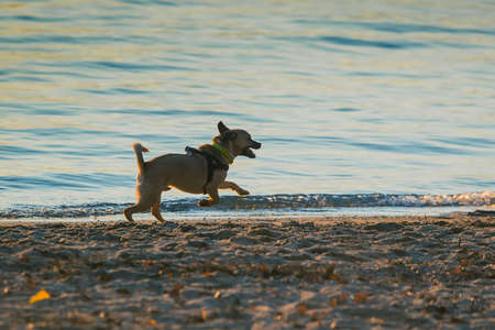 Cute small dog playing on the beach with sand splashing around. Side view of a playful dog with open mouth. Evening settingの写真素材