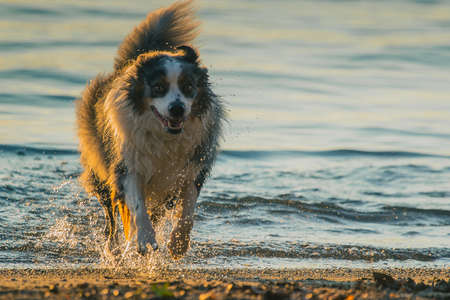 Cute Border Collie dog running out from the water in evening, with drops of water splashing around. Action photo of a dog running away from the lake with teeth showingの写真素材