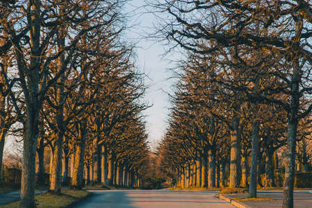 Avenue of trees in the Bois-de-Vaux cemetery in the Lausanne area of Switzerland during early evening hours in winter. Cold but sunny time in the cemetery.の写真素材
