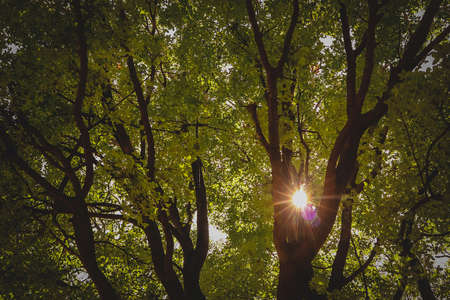 Sun flare or streak through the dense leaves and branches of trees in the early morning.の写真素材