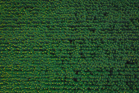 Sunflower field from above, vertical drone view of a sunflower field.