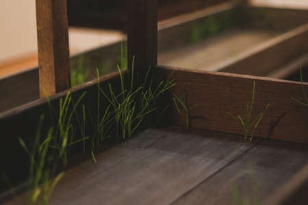 Green leaves of grass growing from wooden boards of a table. Interesting and curious growing of a plant or grass from a table. Soothing background.の写真素材