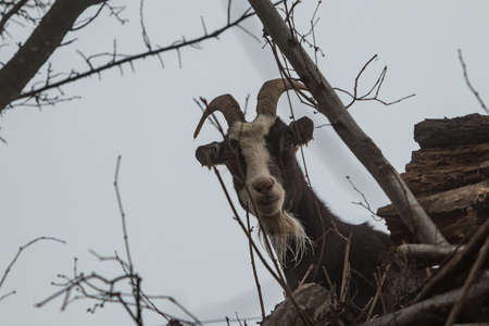Face or a portrait of a curious domestic goat outdoors in gray dull weather.の写真素材