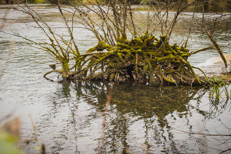 Wooden roots of a bush climbing out of the river or lake. Exposed roots of a bush covered in moss.の写真素材