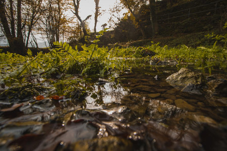 The spring of Krka river in Slovenia on a cold autumn day. Small lake with rock covered in moss are...
