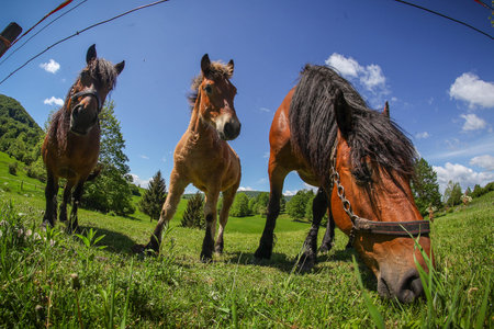 A group of brown horses feeding in a field, behind an electric fence. Fisheye picture from the...