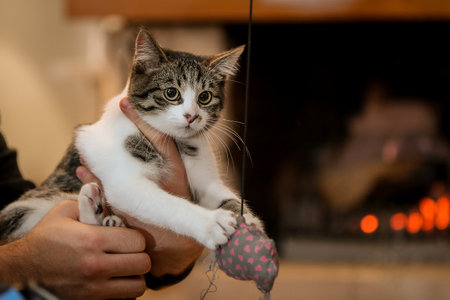 Young cat is playing with a toy on a rope indoors in front of a fireplace..の写真素材