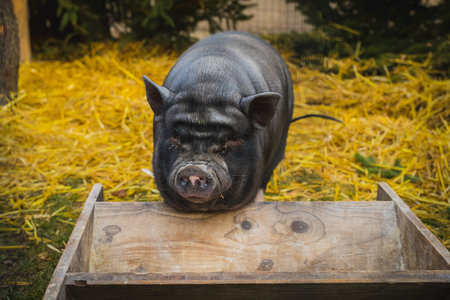 Funny looking black pig standing in front of a feeding basin. Stable with a black pig looking at a camera.の写真素材