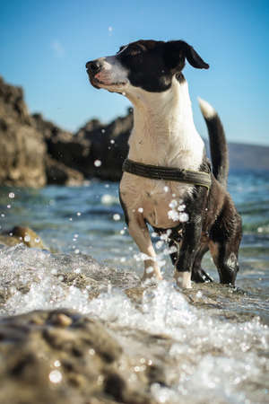 A black and white dog playing on the beach and in the water.の写真素材