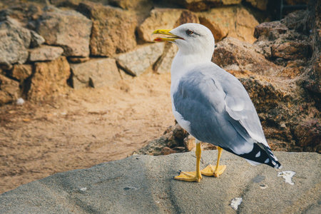 A grey seagull is standing on the rock formation on the beach. Rocks on the beach are seen in the...