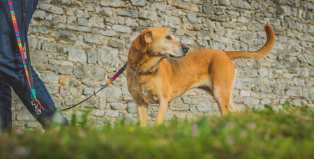Small light brown dog looking back over his tail, which is raised up. Owner of the dog in front of...