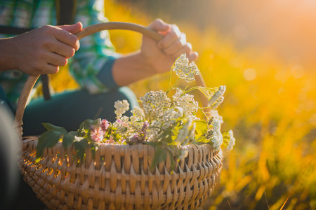 Woman holding a woven weaver basket filled with herbs and spices taken in an open natural garden....