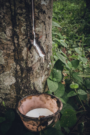 Rubber tree (Hevea brasiliensis) which produces latex. Using knife a cut is made at the outer surface of the trunk and collected in a cup. Latex like milk is transformed into gloves, condoms, tires, tires and so on.の写真素材