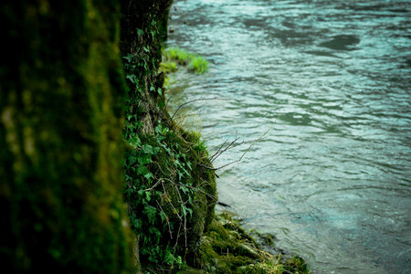 Green tree with moss next to a river in autumn.の写真素材