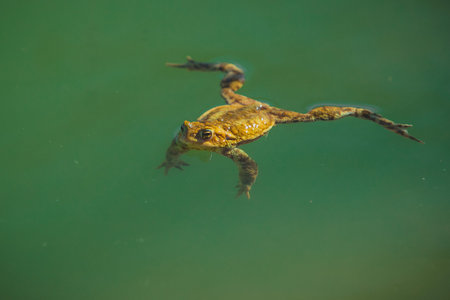 Yellow or green frog is floating on emerald green water. Lazy frog in water, chilling and relaxing...