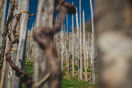 Rows with poles made for wine vines to climb up and form a vineyard, going up on a slope towards the blue sky.の写真素材