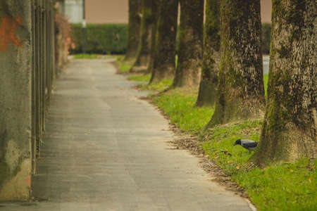 A crow searching for food in an avenue with trees and a pedestrian path. Autumn setting with a bird looking for food.の写真素材