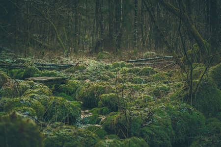 Scary enchanted forest with green moss on the ground covered with stones and branches. Fairytale setting. A small wooden bridge is seen.の写真素材