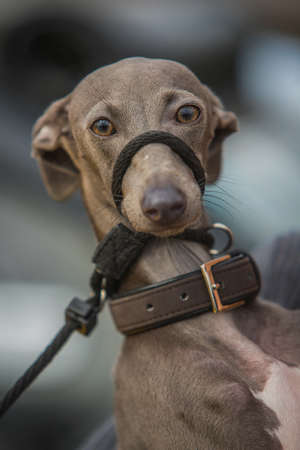 Portrait of a cute young greyhound dog on a leash and leather collar. A leash is wrapped around his mouth to prevent him pulling too much on the rope.の写真素材