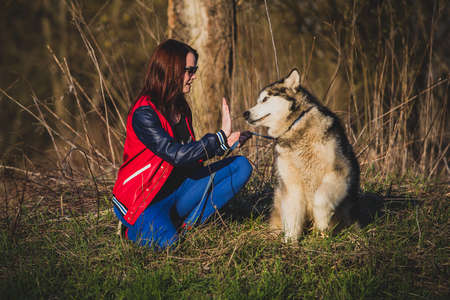 A girl with sunglasses and a husky dog are giving themselves a high five. Dog giving a high five to a girl in red and blue clothes on a sunny spring day.の写真素材