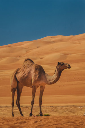 A camel in an arabian desert under a deep rich blue sky.の写真素材