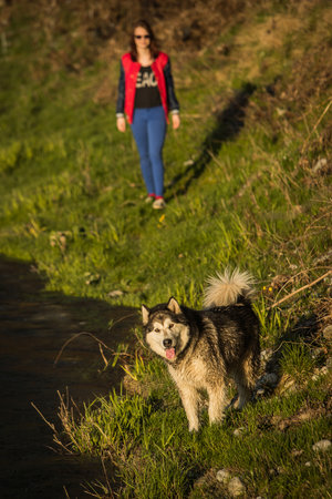 A girl with a smile  is walking with a siberian husky dog on a meadow next to a river. Dog is in focus while the girl is in soft focus in the background. Soft late afternoon light.の写真素材