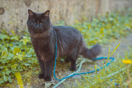 Black cute blind small cat is sitting in a garden and waiting. Portrait of an impaired or blind black cat.の写真素材