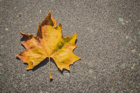 Light yellow and green upper surface of maple leaf lying on asphalt. Copy space on the left. Maple...