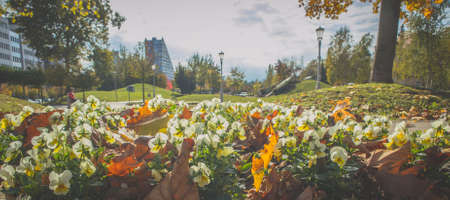 Panorama of small flowers and leaves on the ground in a city park. Green panorama with lamp posts, buildings in soft focus and flowers in the foreground.の写真素材