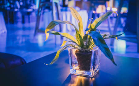 Detail of a flower decoration in a glass bowl on a fancy gala event with romantic lighting.の写真素材