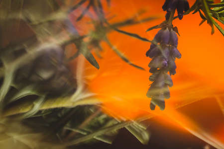 Detail or macro photo of different plants such as lavender, thyme and rosemary on a bright red or orange background, resembling of sunset or fire.の写真素材