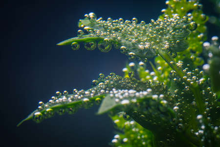 Air bubbles on a green plant underwater. Macro photo of multiple air bubbles resting on a green plant in the aquarium.の写真素材