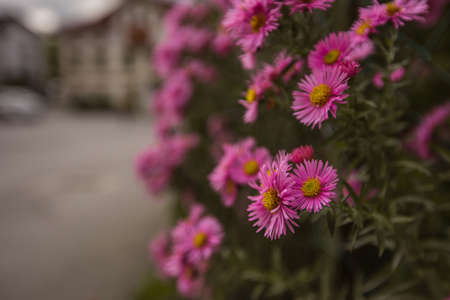 Pink flowers on a bush in an old village square. Detail of a flower petal on a bush.の写真素材