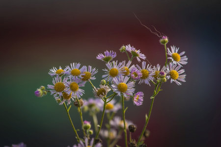 Detail of a pack of daisies on a colorful background on a cold november day.の写真素材