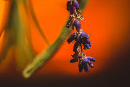 Detail or macro photo of different plants such as lavender, thyme and rosemary on a bright red or orange background, resembling of sunset or fire.の写真素材