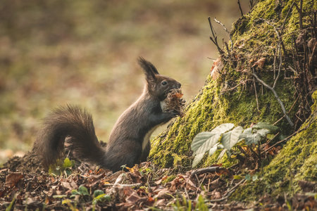 Small brown squirrel with pointing ears eating food in a park next to a tree. Side photo of squirrel...