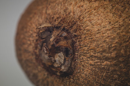 Brown hairy skin of a kiwi fruit. Macro or close up photo of kiwi skin on a white background. Detail...