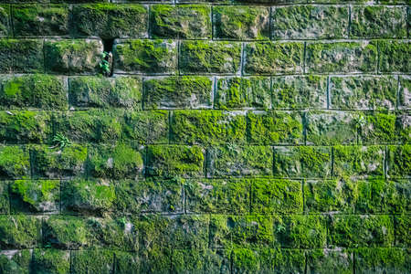 Big amount of green moss on stone brick wall. Frontal shot of an old stone wall with green moss on it.の写真素材