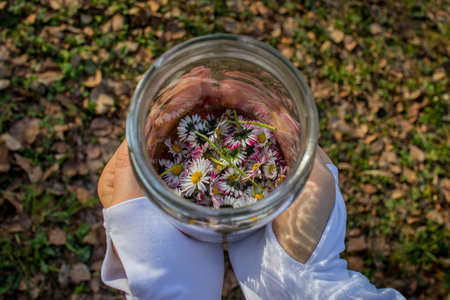 A glass jar of fresh picked daisies, which will be used to make healthy herbal tea. Hands holding a...