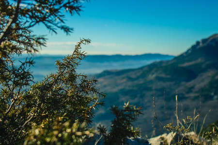 Detail of a green bush with needles in high mountains in Karst region of Slovenia in the january sun. Beautiul plant detail with majestic panorama in the backgorund.の写真素材