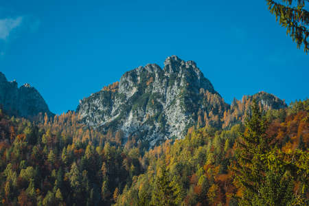 Mountain peak rising up high from fores covered with larches and fir trees in autumn. Beautiful autumn colorsの写真素材