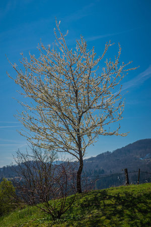 Blooming white fruit tree on a sunny day with blue sky in the background. Beautiful spring bloom...